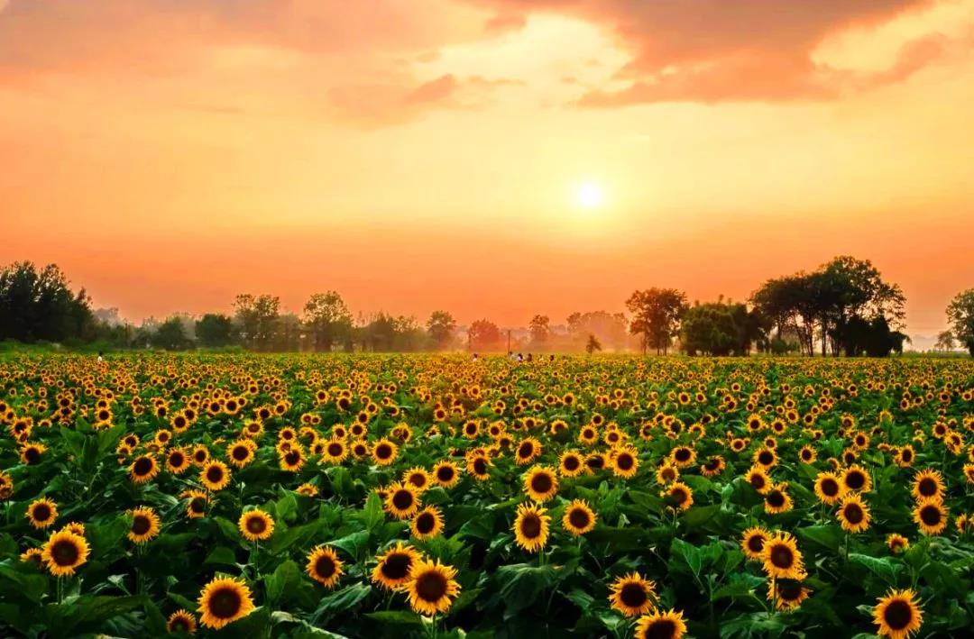 15546965468598113D7G.jpg 微信图片_20190408120253.jpg